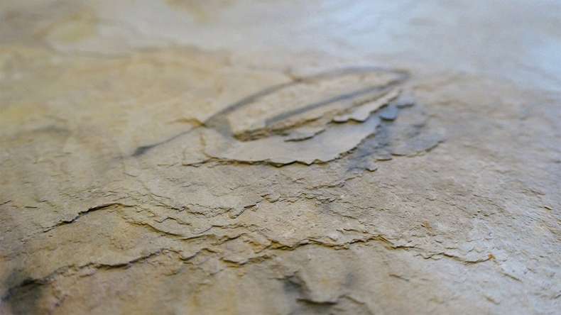 planeo EVOLITH Slate&Stone - Naturstein Wandverkleidung Autumn Drift 1220 x 610 mm