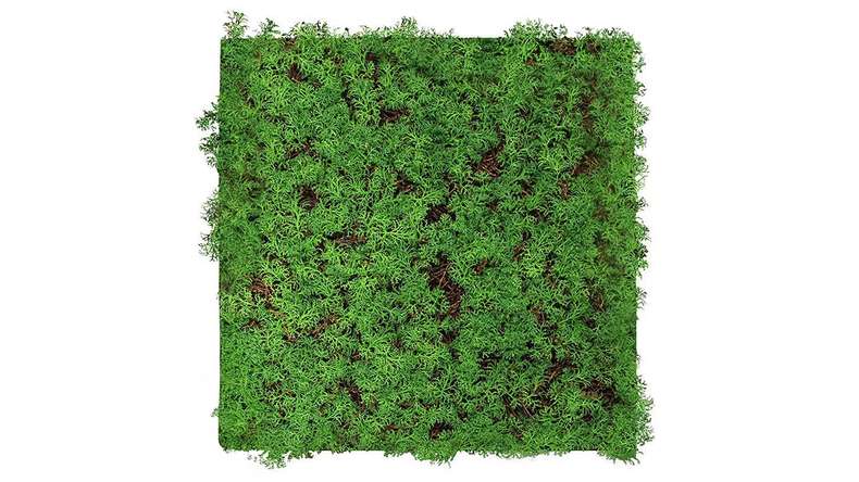 planeo Akustikpaneel - MixWall Living Leaf Thuja Tea Tree 52 x 52 cm | Naturpflanze (PLMW-50111)