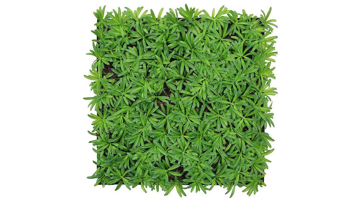 planeo Akustikpaneel - MixWall Living Leaf Podocarpus Tea Tree 52 x 52 cm | Naturpflanze (PLMW-40111)