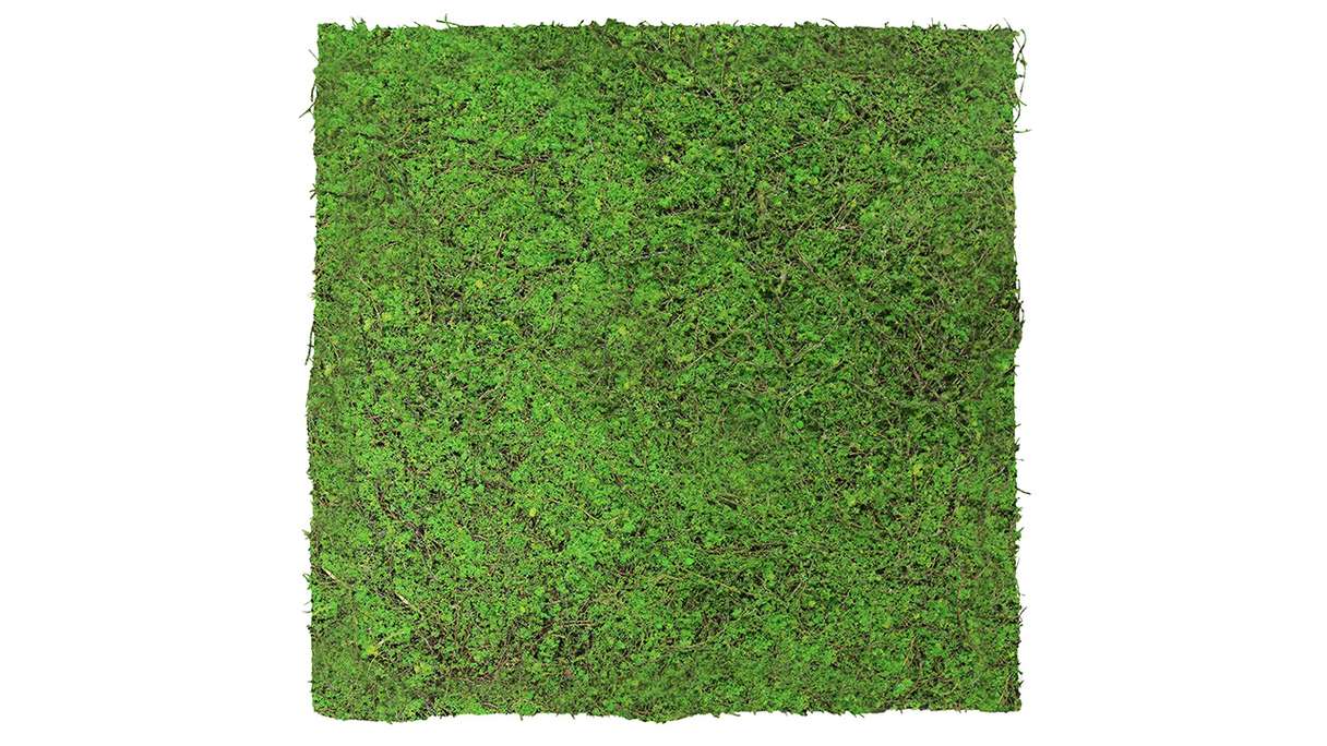 planeo Akustikpaneel - MixWall Living Leaf Forest Green Ancient Tree 52 x 52 cm | Naturpflanze (PLMW-70111)