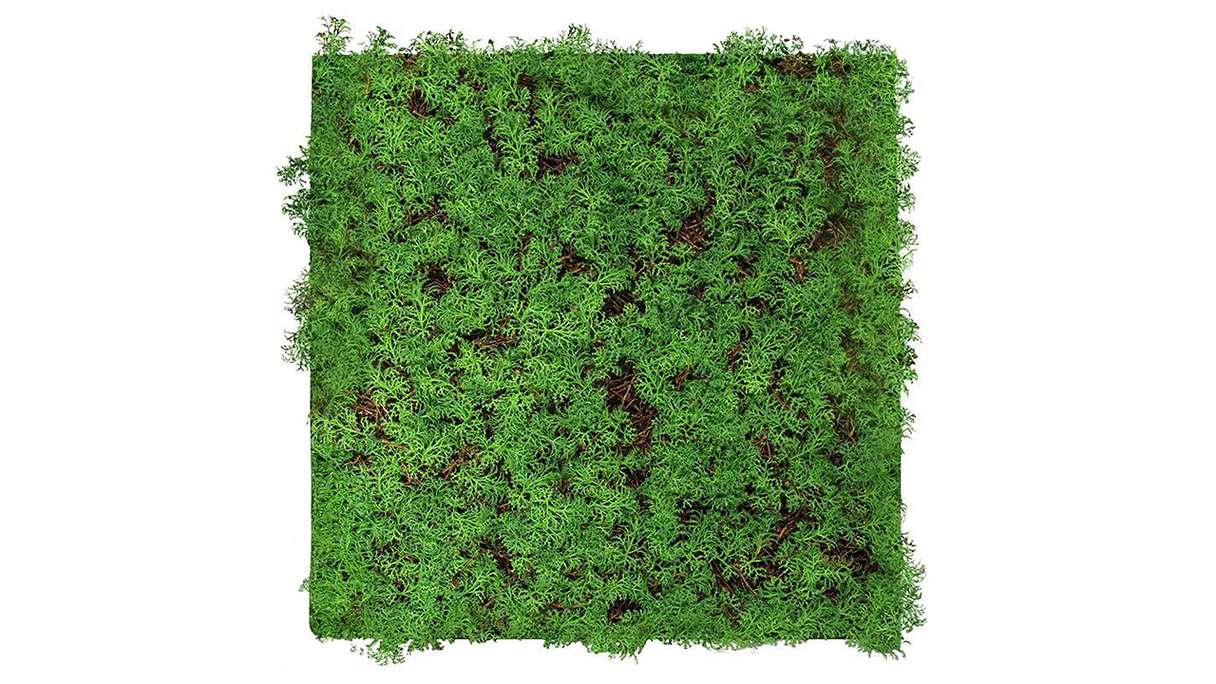 planeo Akustikpaneel - MixWall Living Leaf Thuja Tea Tree 52 x 52 cm | Naturpflanze (PLMW-50111)