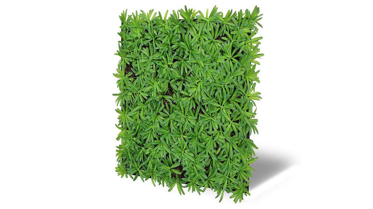 planeo Akustikpaneel - MixWall Living Leaf Podocarpus Tea Tree 52 x 52 cm | Naturpflanze (PLMW-40111)