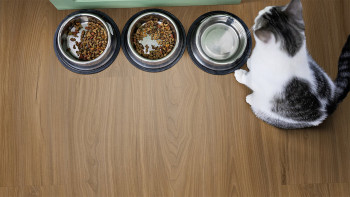 Gerflor Klick Vinyl - Senso Clic Premium Noce Brown | Made in Europe (60531503)