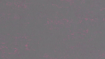 planeo Linoleum Concrete - purple shimmer 3735